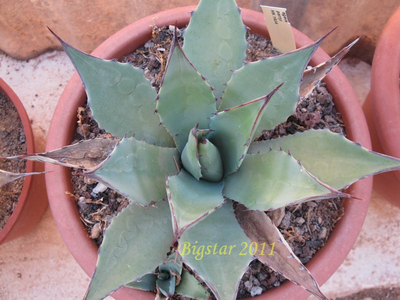 Agave parryi HK 1684