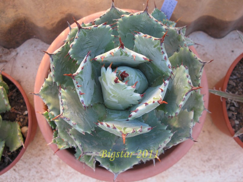 agave potatorum f. nana