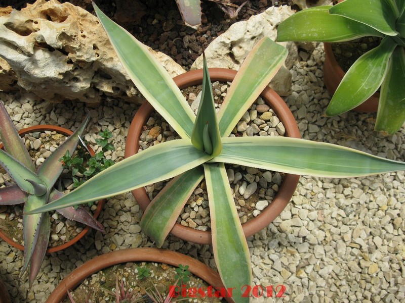 Agave weberi 