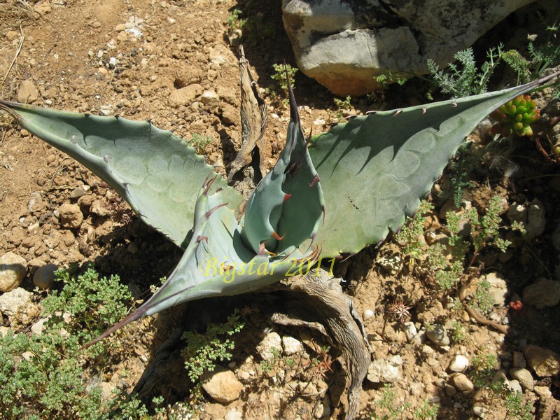 agave zebra