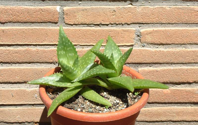 Aloe saponaria 