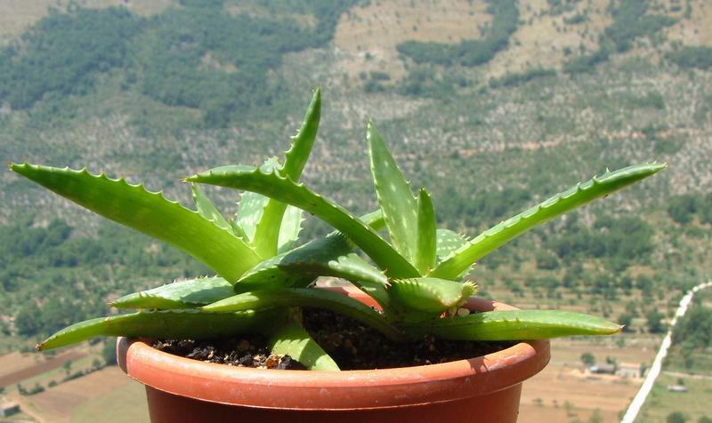 Aloe saponaria 