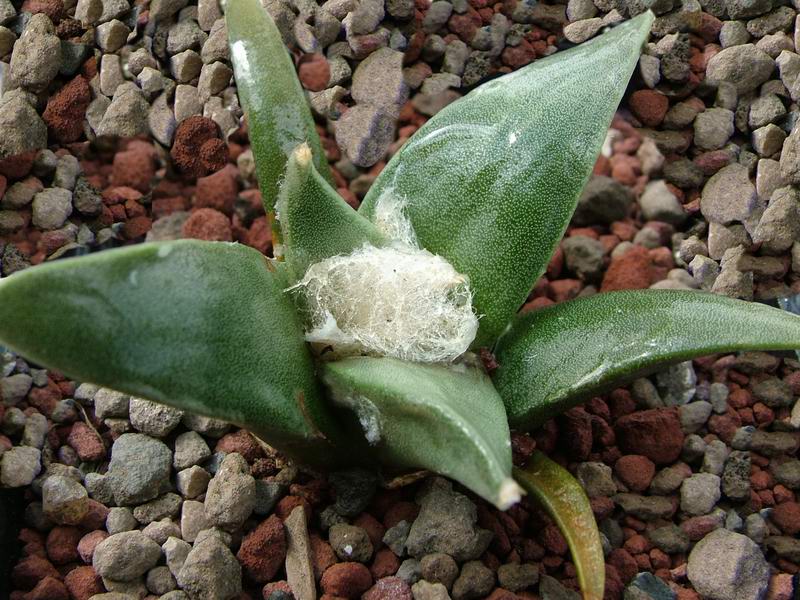Ariocarpus retusus 