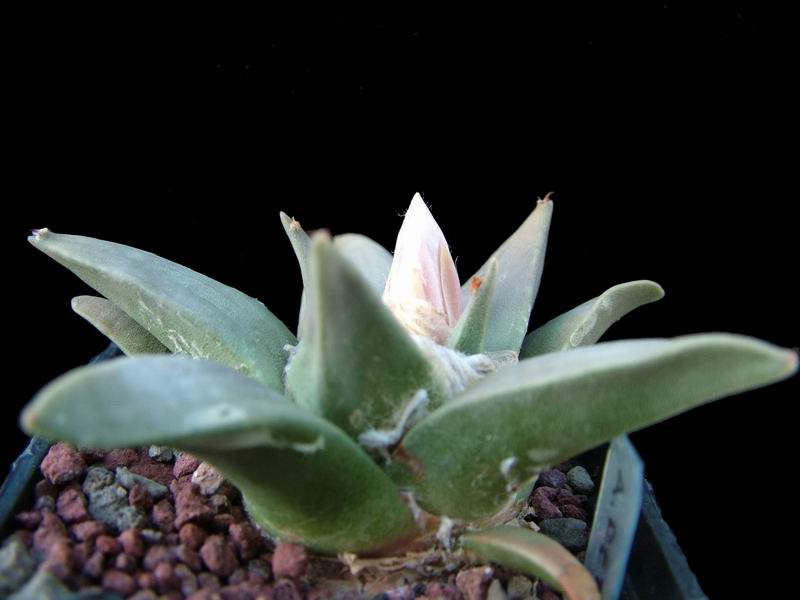 Ariocarpus retusus 