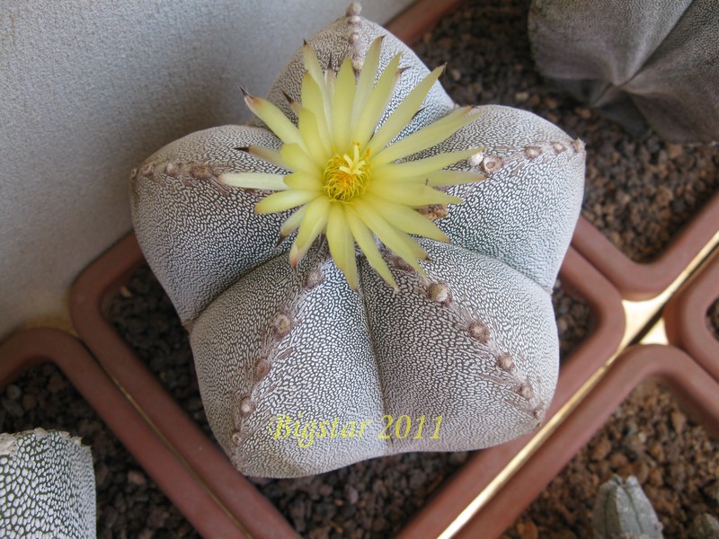 Astrophytum myriostigma cv. onzuka 