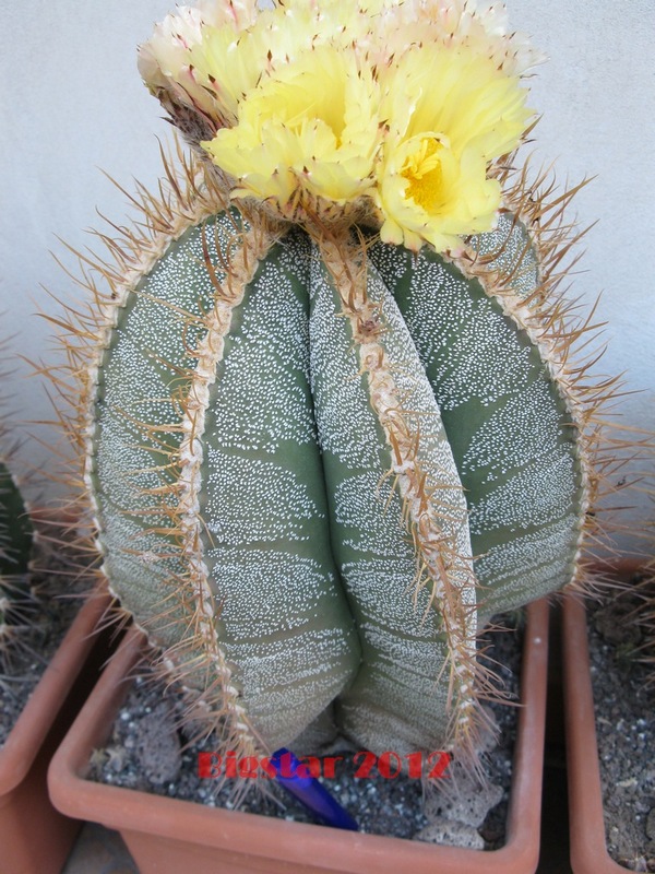 Astrophytum ornatum x ornatum f. mirbelii 