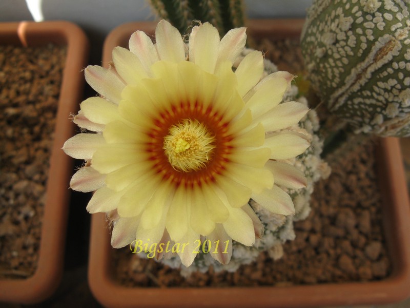 Astrophytum asterias cv. super kabuto hanazono 