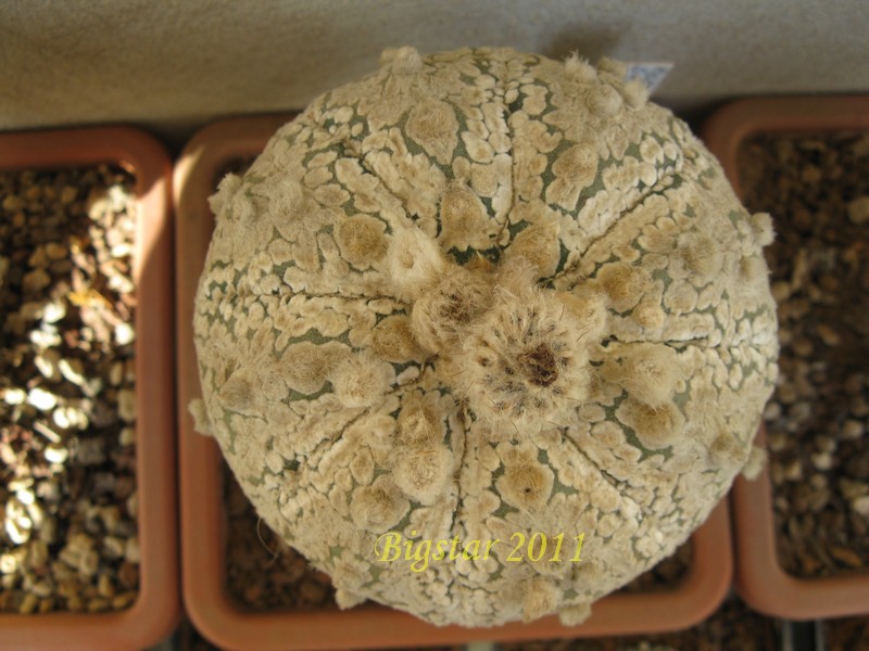 Astrophytum asterias cv. super kabuto v-type snow 