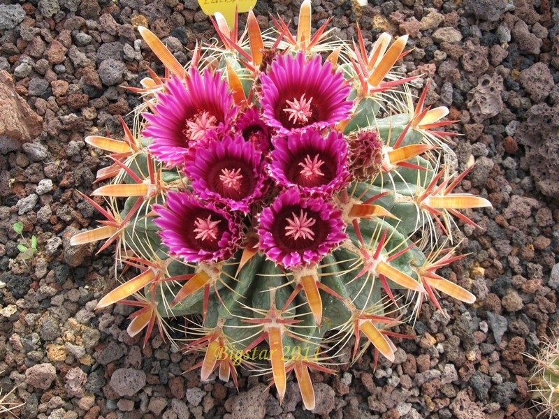 Ferocactus latispinus 