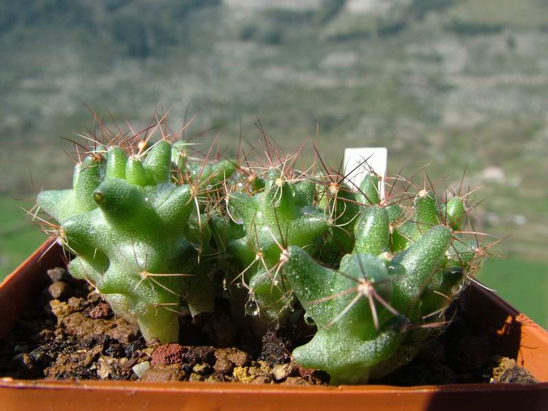 Coryphantha runyonii 