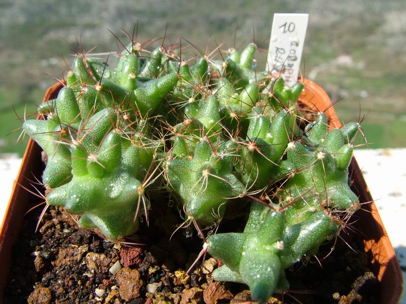 Coryphantha runyonii 