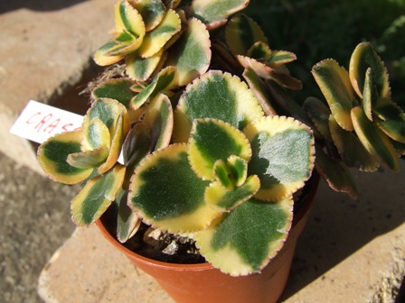Crassula sarmentosa variegata 