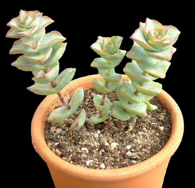 Crassula perforata 