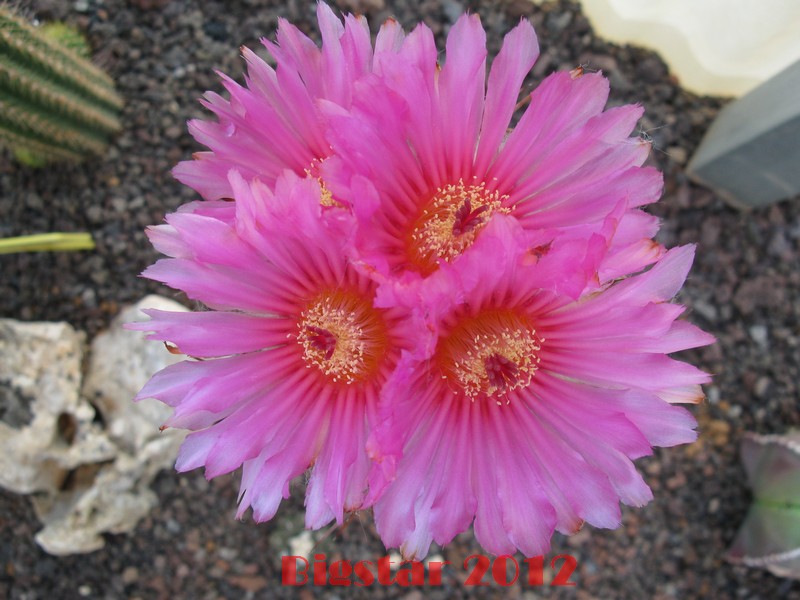 Echinocactus horizonthalonius 