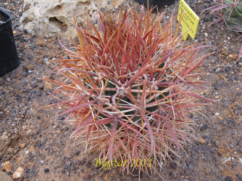 Ferocactus chrysacanthus 