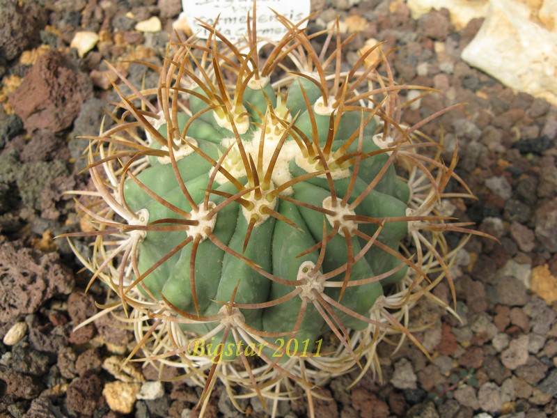 Ferocactus diguetii v. carmenensis 