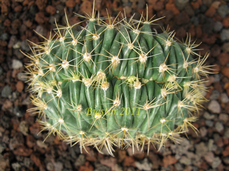 Ferocactus histrix f. cristatus 