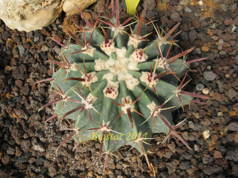 Ferocactus latispinus v. spiralis FO 68