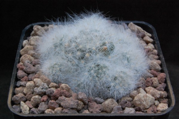 Mammillaria glassii MG 46.6