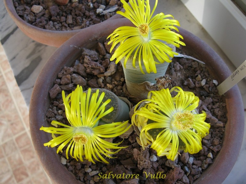 lithops lesliei v. hornii