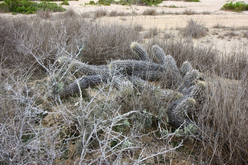 Machaerocereus eruca 