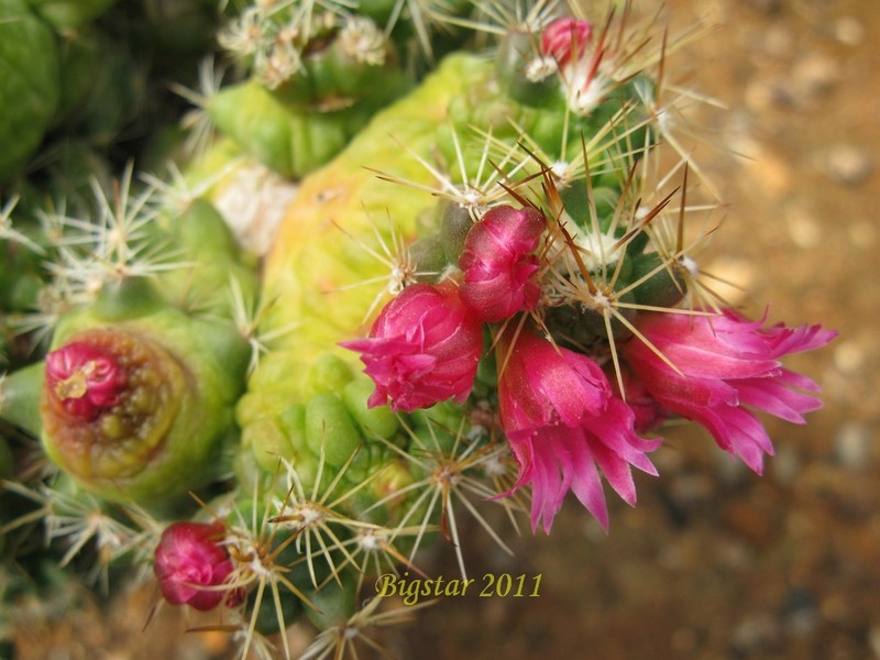 Mammillaria bocasana cv. fred 