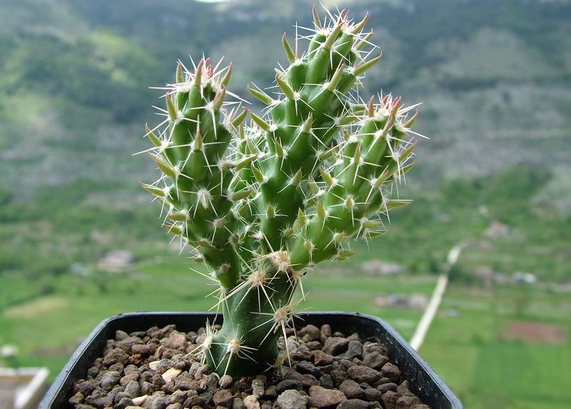 opuntia clavata