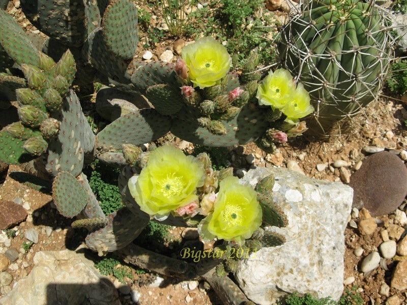 Opuntia microdasys v. rufida 