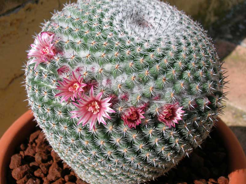 Mammillaria  