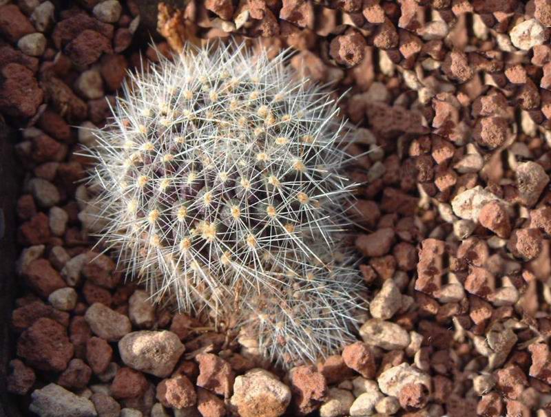 Rebutia lauii 