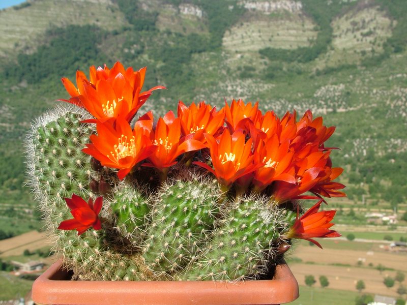 Rebutia lauii MG 1197.2