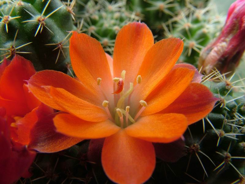 Rebutia lauii 