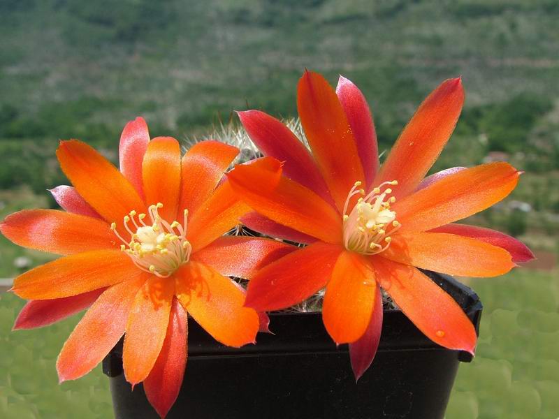 Rebutia lauii 