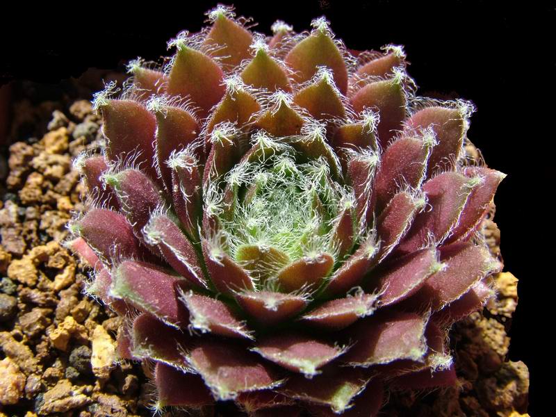 sempervivum cv. 'othello'