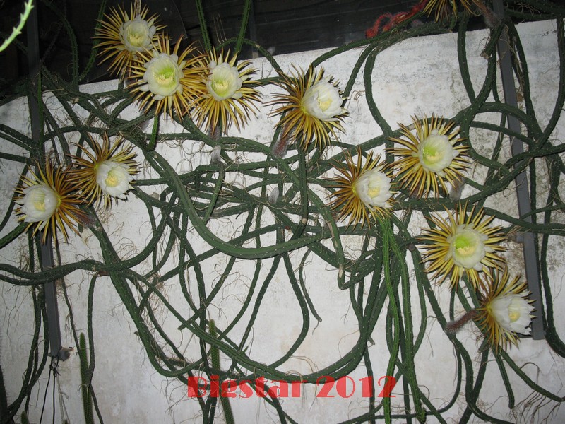 Selenicereus grandiflorus 