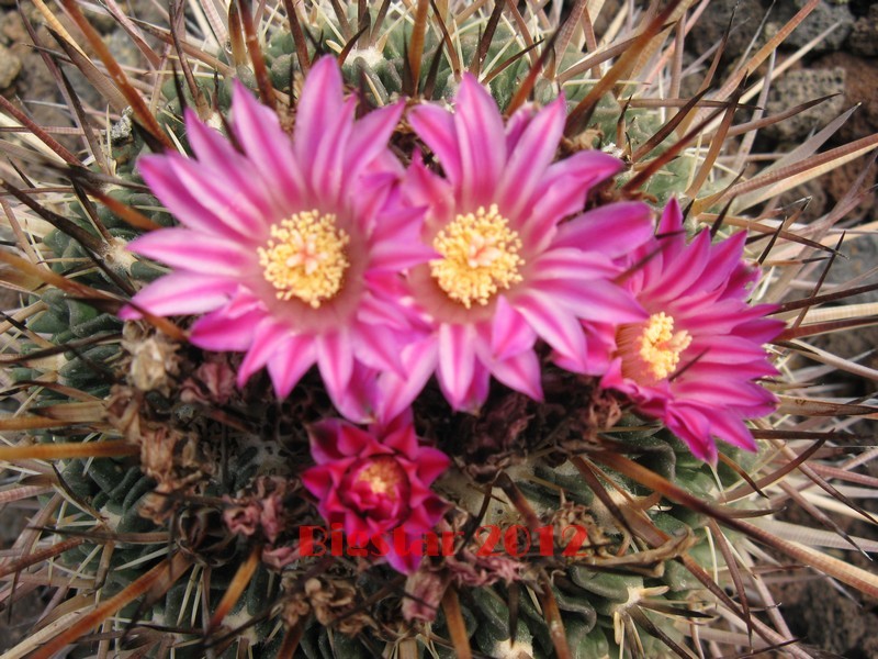 Stenocactus  
