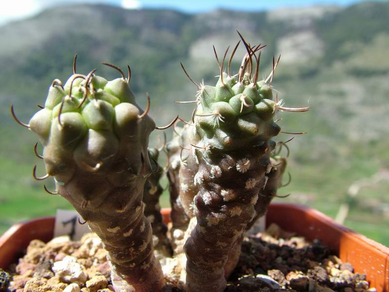 Turbinicarpus klinkerianus 