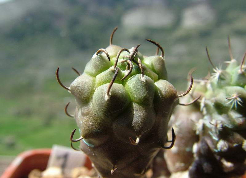 Turbinicarpus klinkerianus 