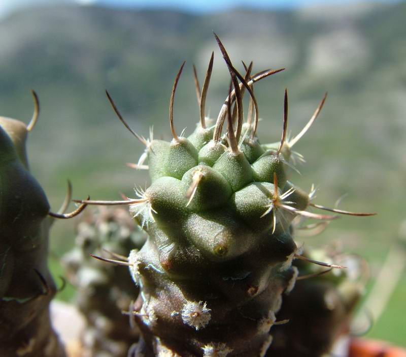 Turbinicarpus klinkerianus 