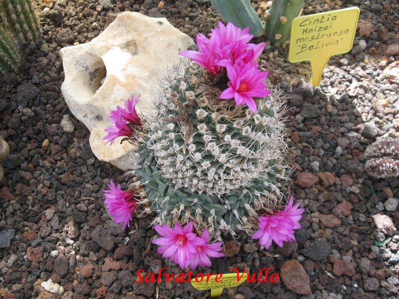 Turbinicarpus alonsoi 