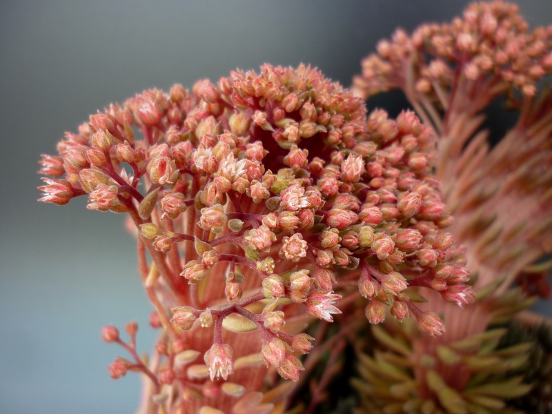 Sinocrassula yunnanensis 