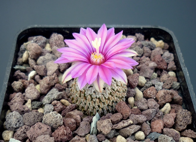 Turbinicarpus pseudopectinatus v. rubriflorus 