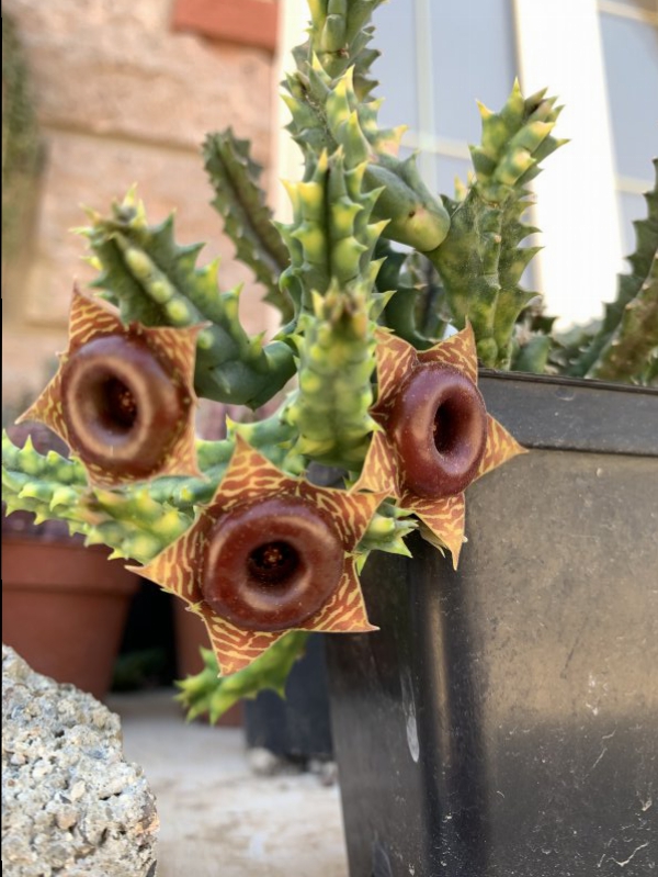 Huernia zebrina f. variegata 