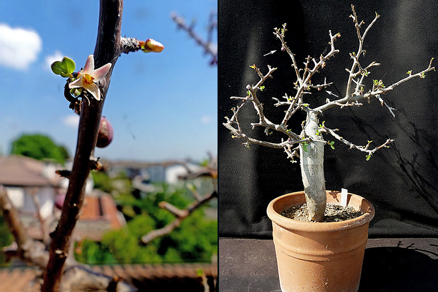 bursera fagaroides v. elongata