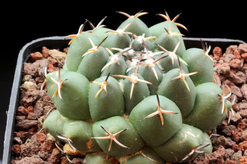 Coryphantha maiz-tablasensis 