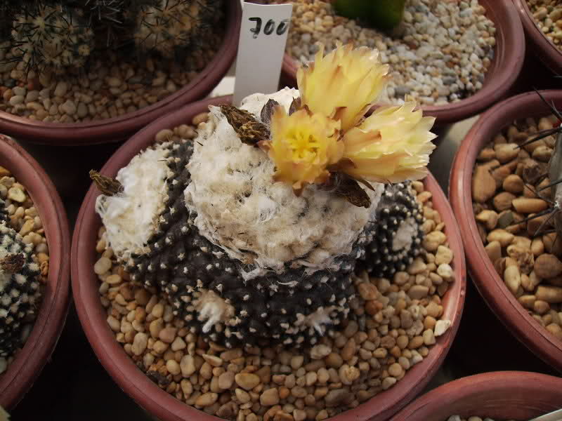 Copiapoa tenuissima f. monstruosa 