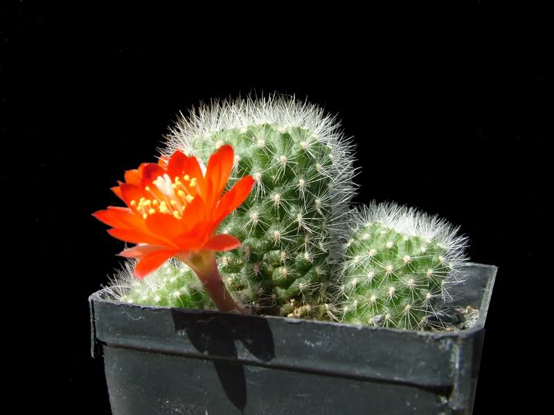 Rebutia fiebrigii L523