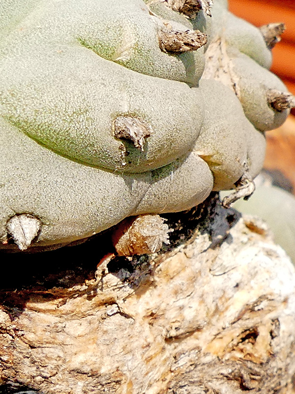 Lophophora williamsii 