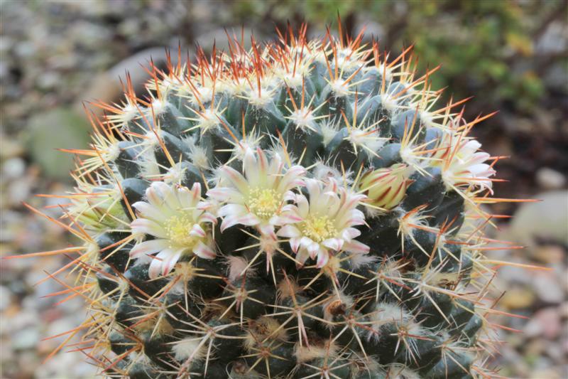 Mammillaria karwinskiana ssp. collinsii 