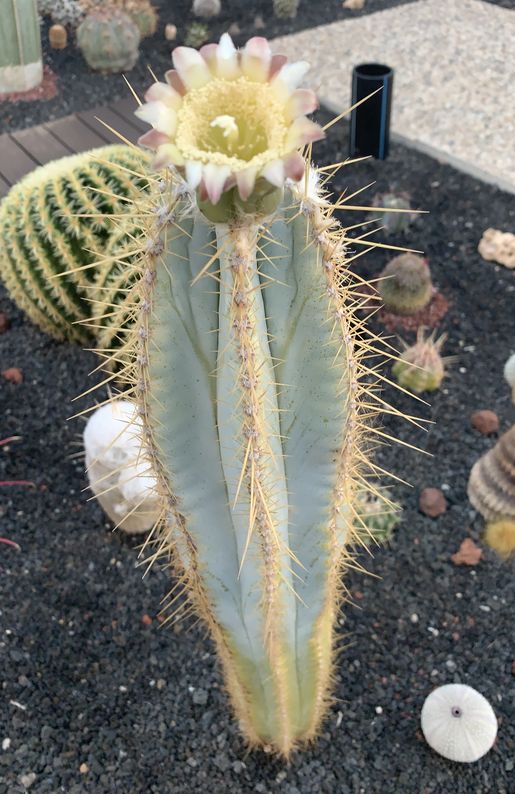 pilosocereus azureus